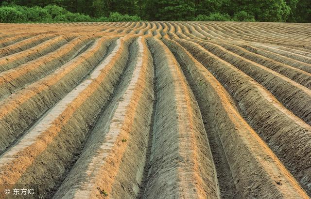 土地起垄有哪些好处?什么作物需要起垄?