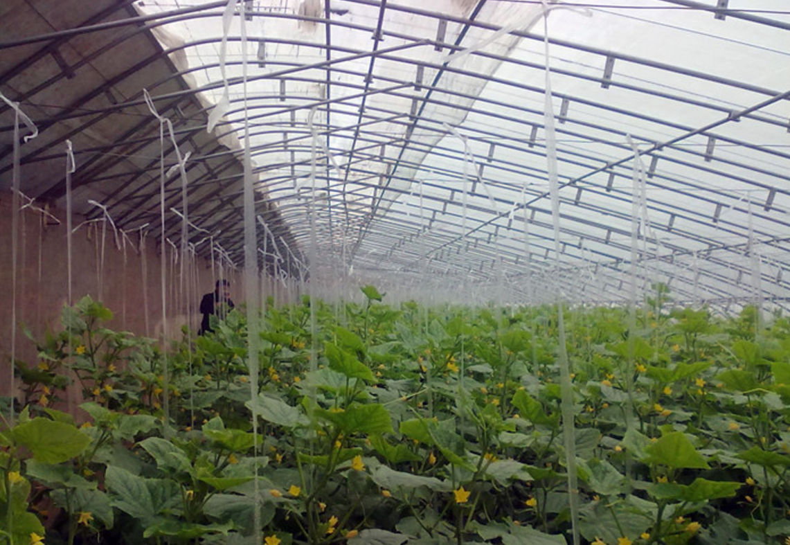 日光温室的结构 - 2020年最新商品信息聚合专区 - 百度爱采购