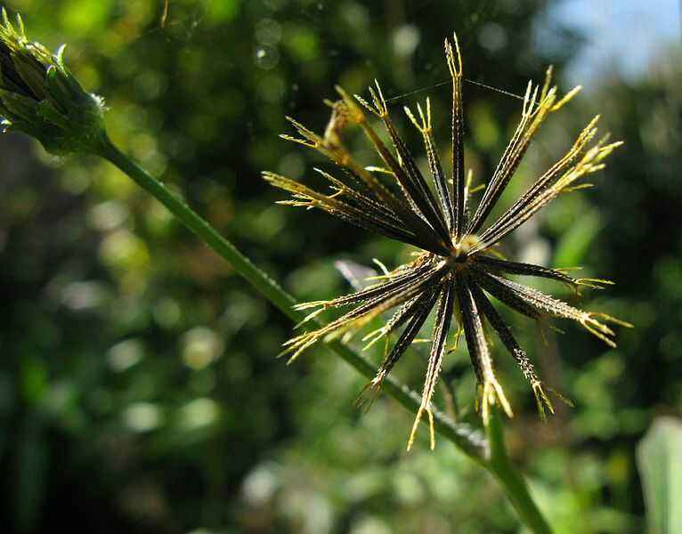 有种植物常赖人身上惹人烦,种子被称"鬼棘棘,今却成常见药材