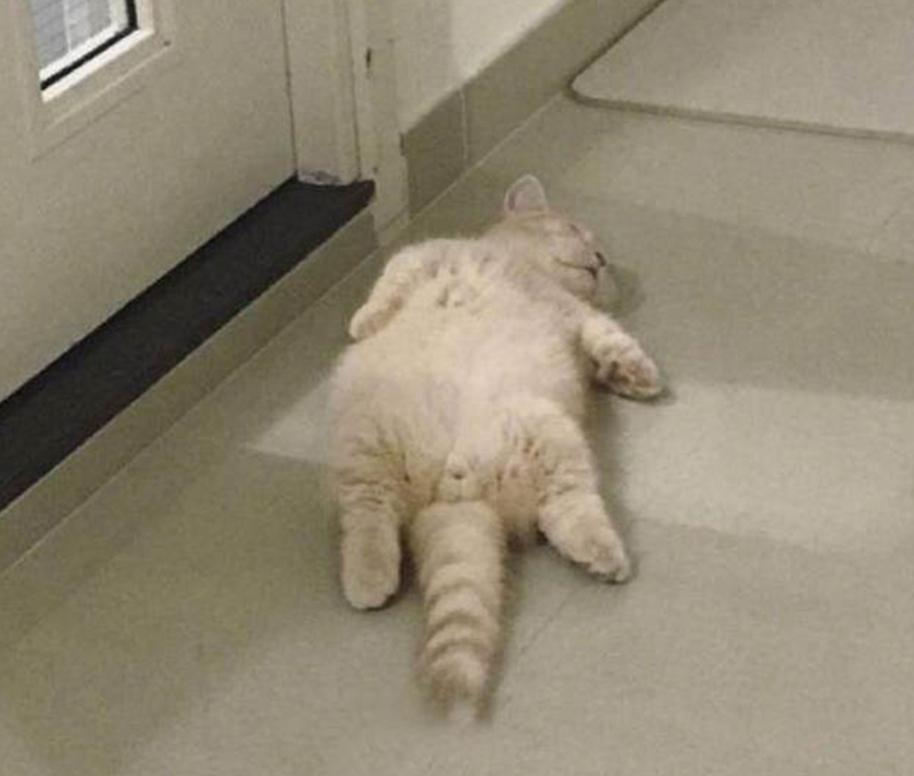 网友远看猫咪仰躺着一动不动以为死了,走近一看心都萌化了!