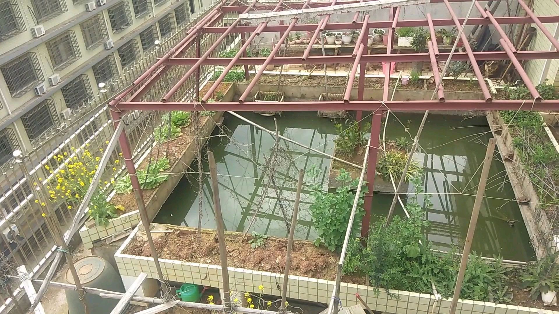 在房顶建一个池塘养鱼,太有才了,自给自足