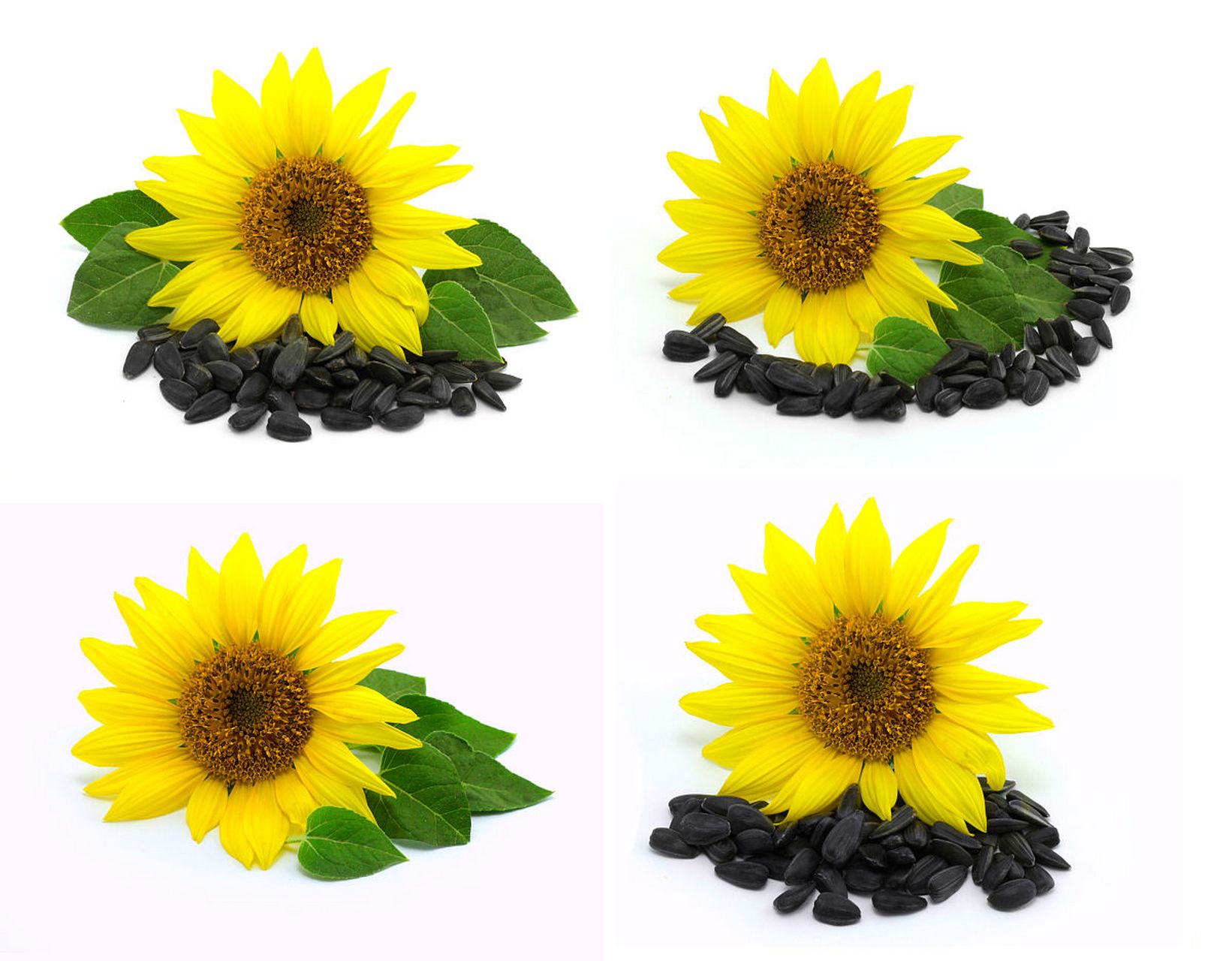 知识创作挑战赛# 今天,就给大家带来一个简单又有趣的皱纹纸向日葵