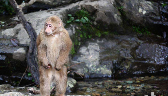 走进百猴谷,领略张家界最美的峡谷