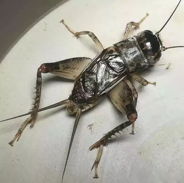 蟋蟀青虫斗丝图片图片