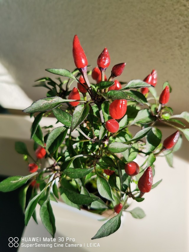 华为mate30 pro拍慢动作 一秒拍出了一年的感觉