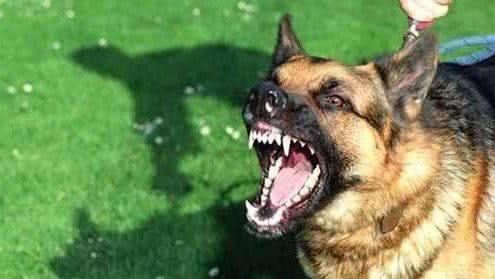 农村老一辈人:夜晚狗叫是有一些东西出没!其实都是这几个原因!