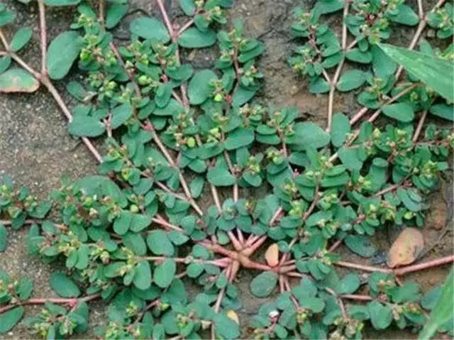 农村一种野草,被称"止血草"又叫牛奶草,营养价值高,你认识吗