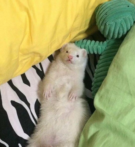 长毛红眼雪貂,通体白毛,眼睛为红色,没有杂毛存在