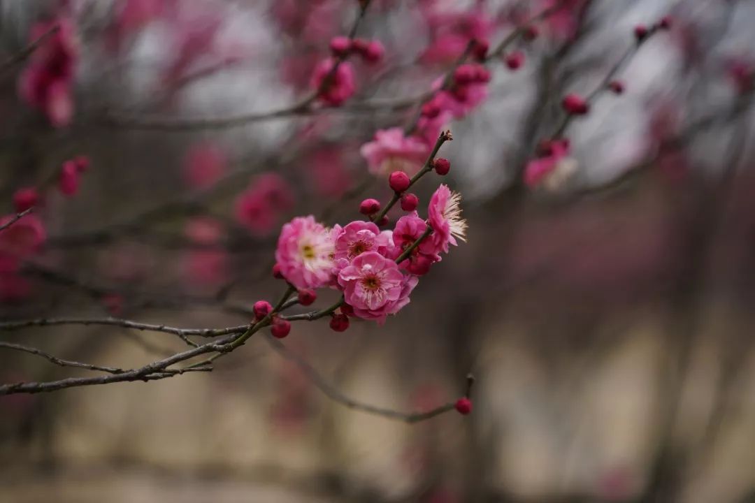 江大花之魁—梅花