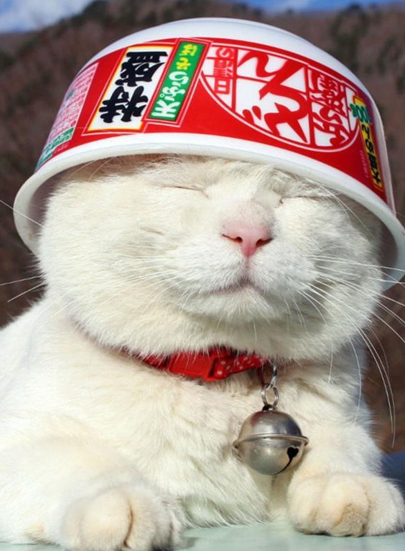 喵星大事记——初代网红猫咪"猫叔"去世