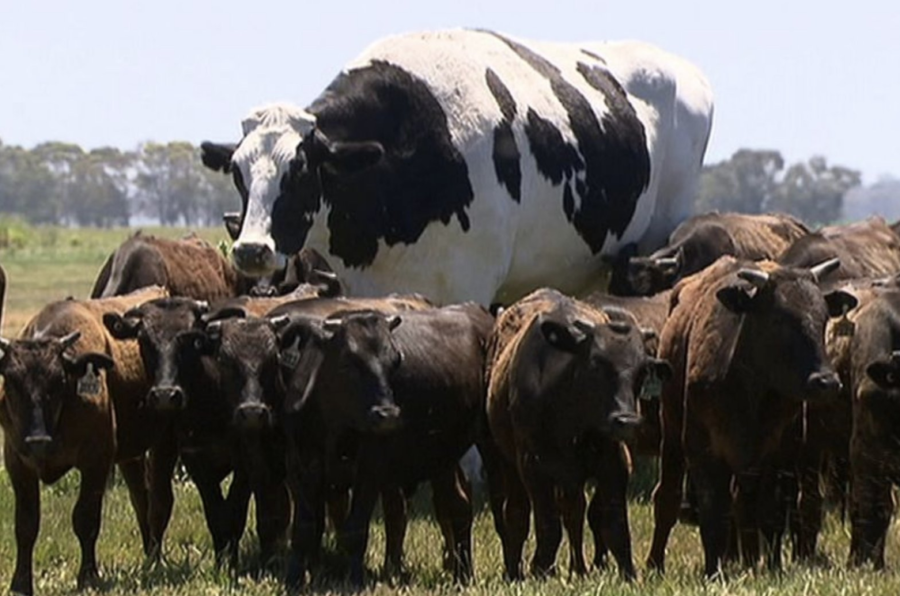 世界上最大的牛图片图片