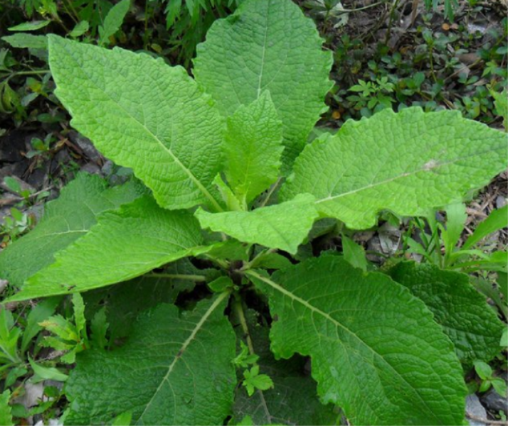 这是鹿活草,生长在野外,它的果实有治病功效,你见过吗?