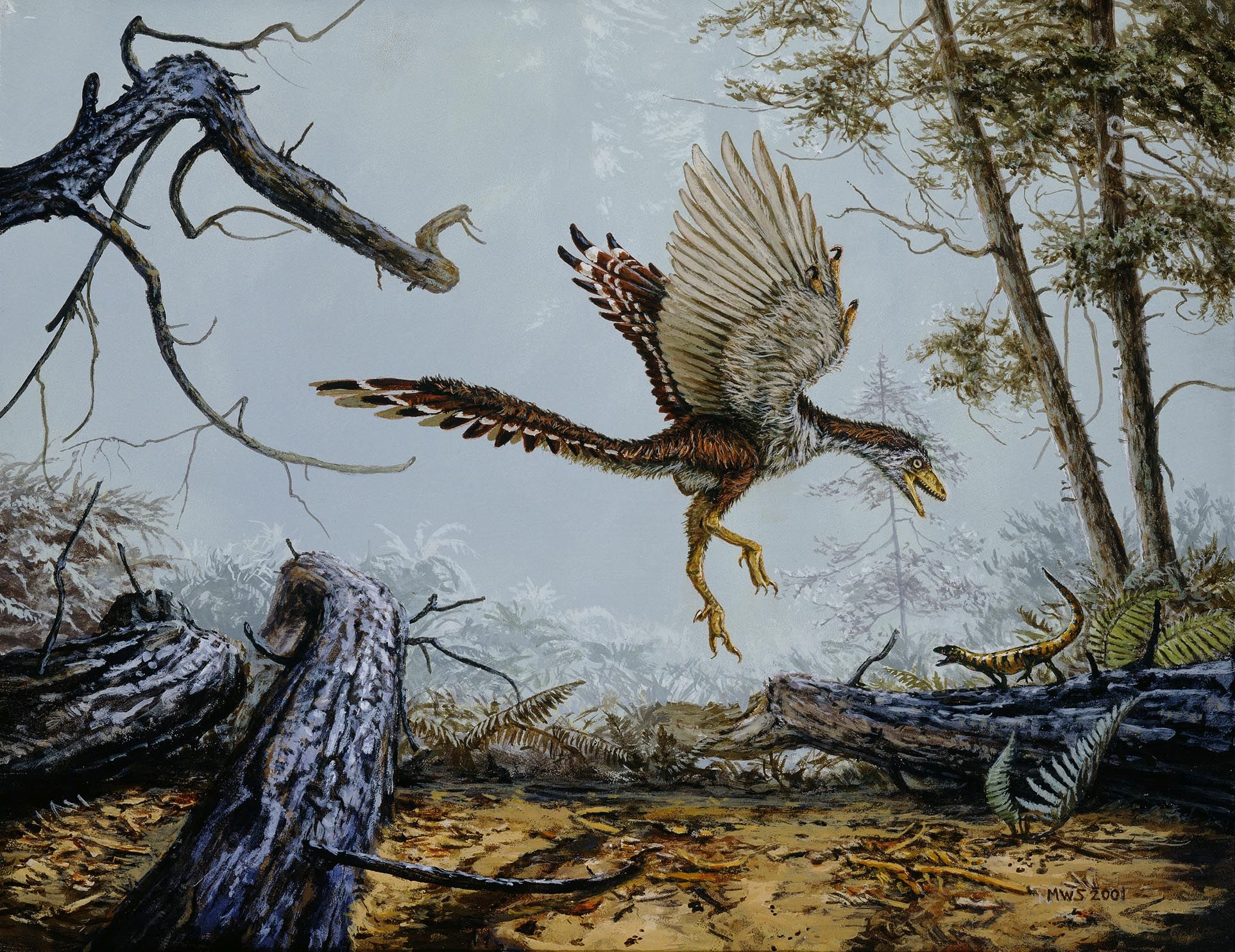始祖鸟是怎样学会飞翔的?