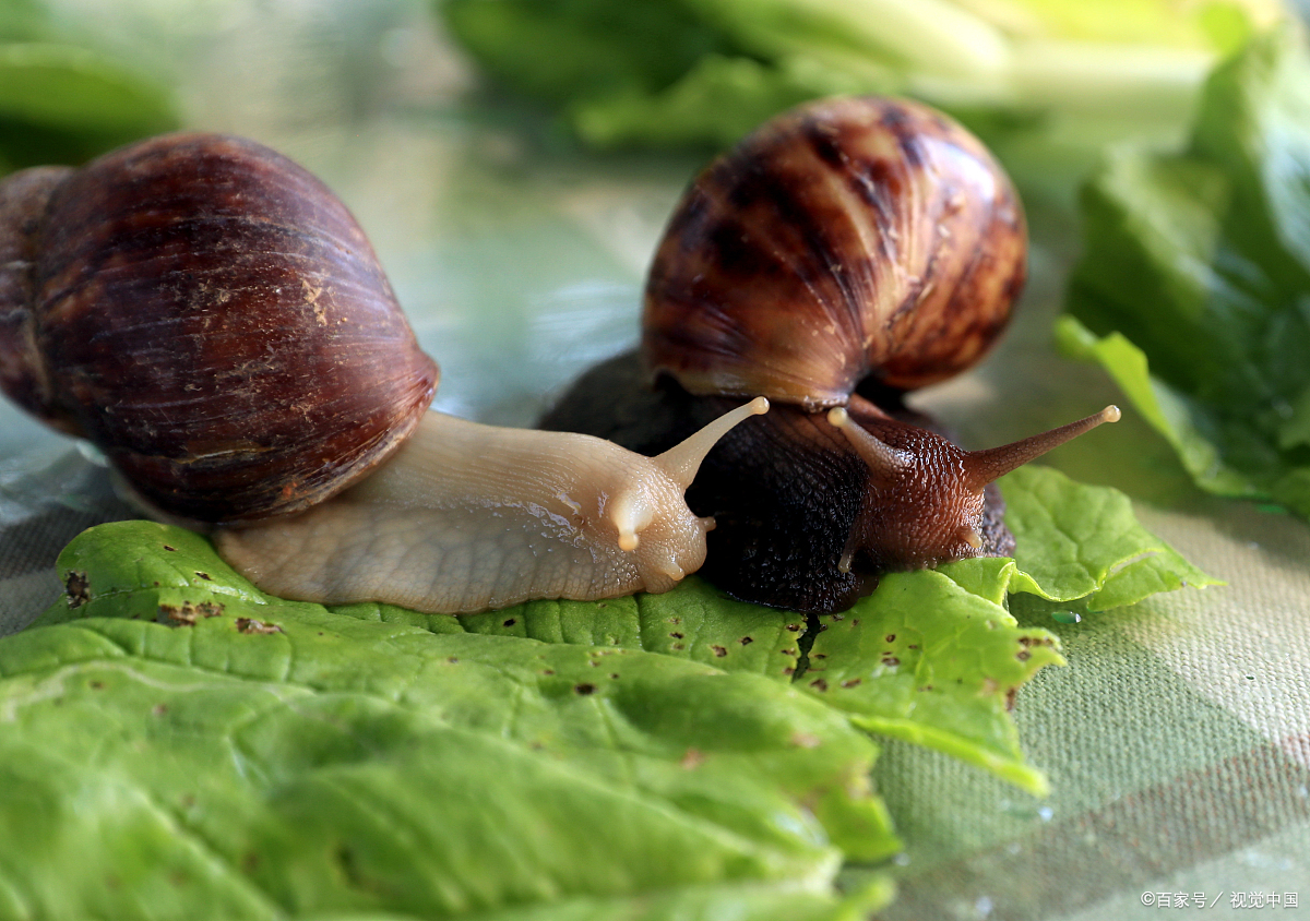 蜗牛的养殖:全面介绍蜗牛的饲养技巧,不只吃蔬菜哦!