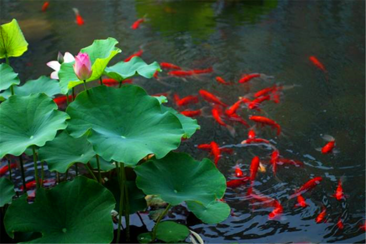 祝枝山出一上联:池中荷叶鱼儿伞,不料被乞丐对出,令他刮目相看