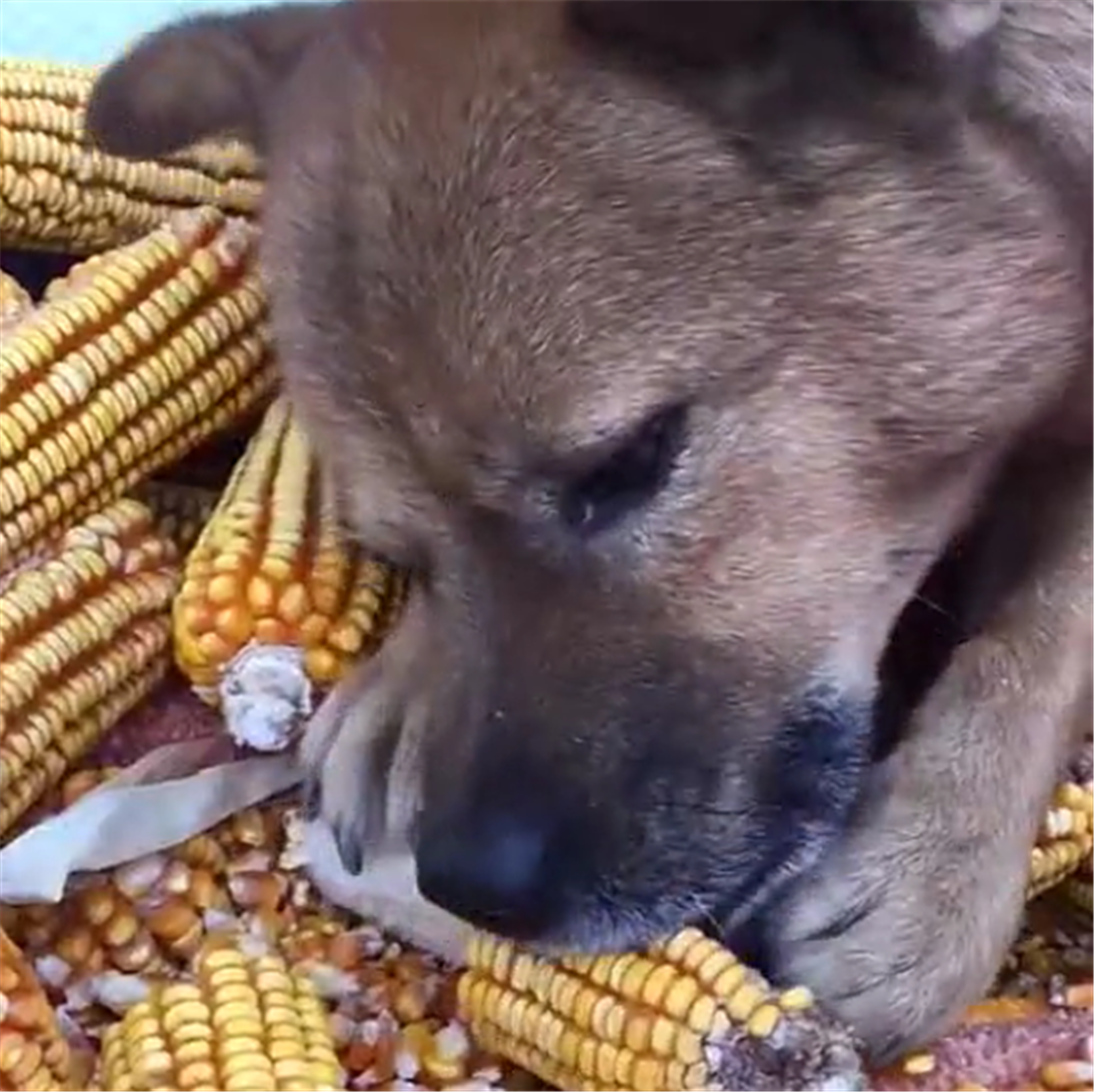 主人剥玉米,田园犬用嘴帮主人脱粒,狗:存在就要有价值