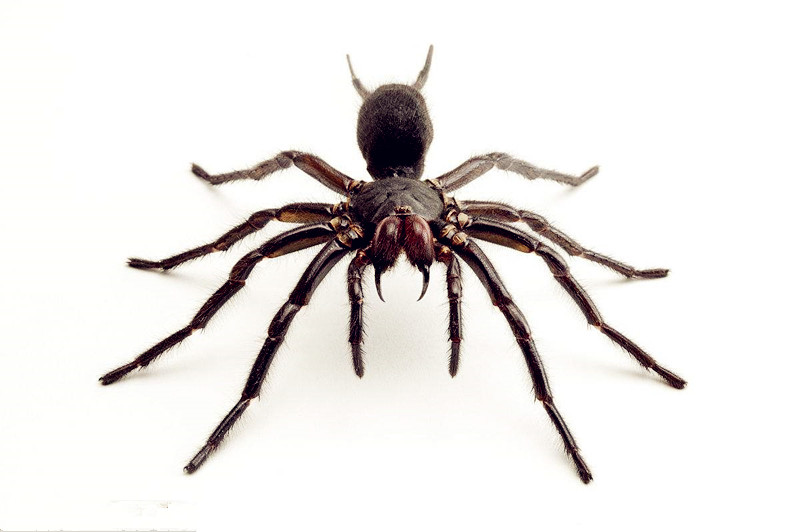 世界上的五大蜘蛛,最大的蜘蛛可以糊你一脸