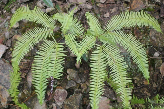 这野草人称"蜈蚣草",民间用来治蜈蚣咬伤,如今成了"吸金草"