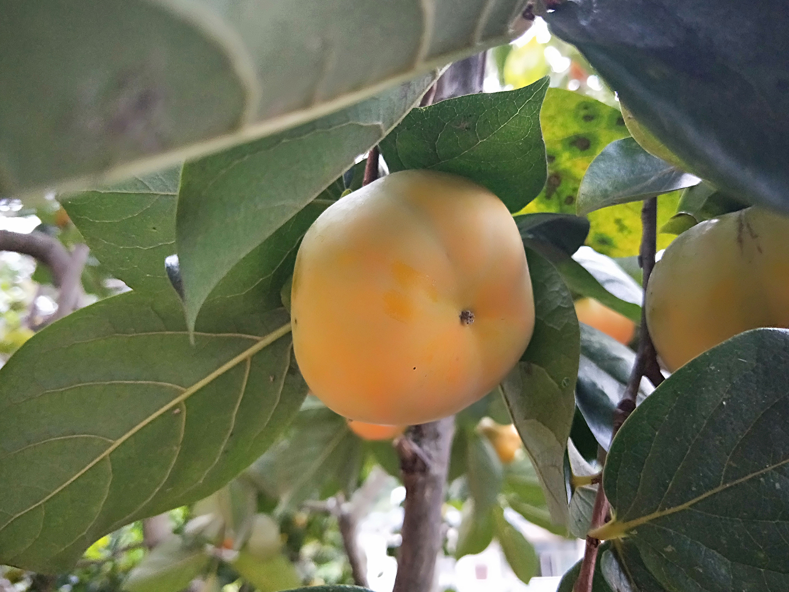 它原产中国却叫"日本甜柿",甜脆爽口深受喜爱,是秋季热门水果