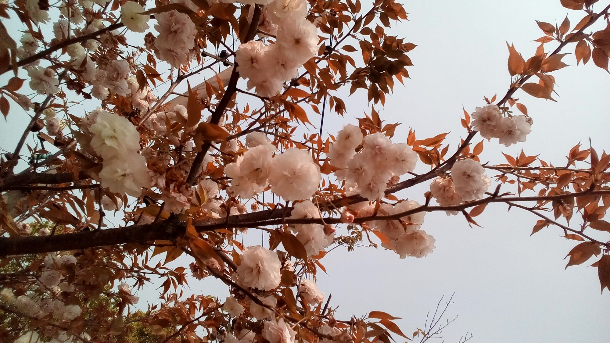 日本晚樱按花色分有纯白,粉白,深粉,至淡黄色,图中正是粉白色的晚樱