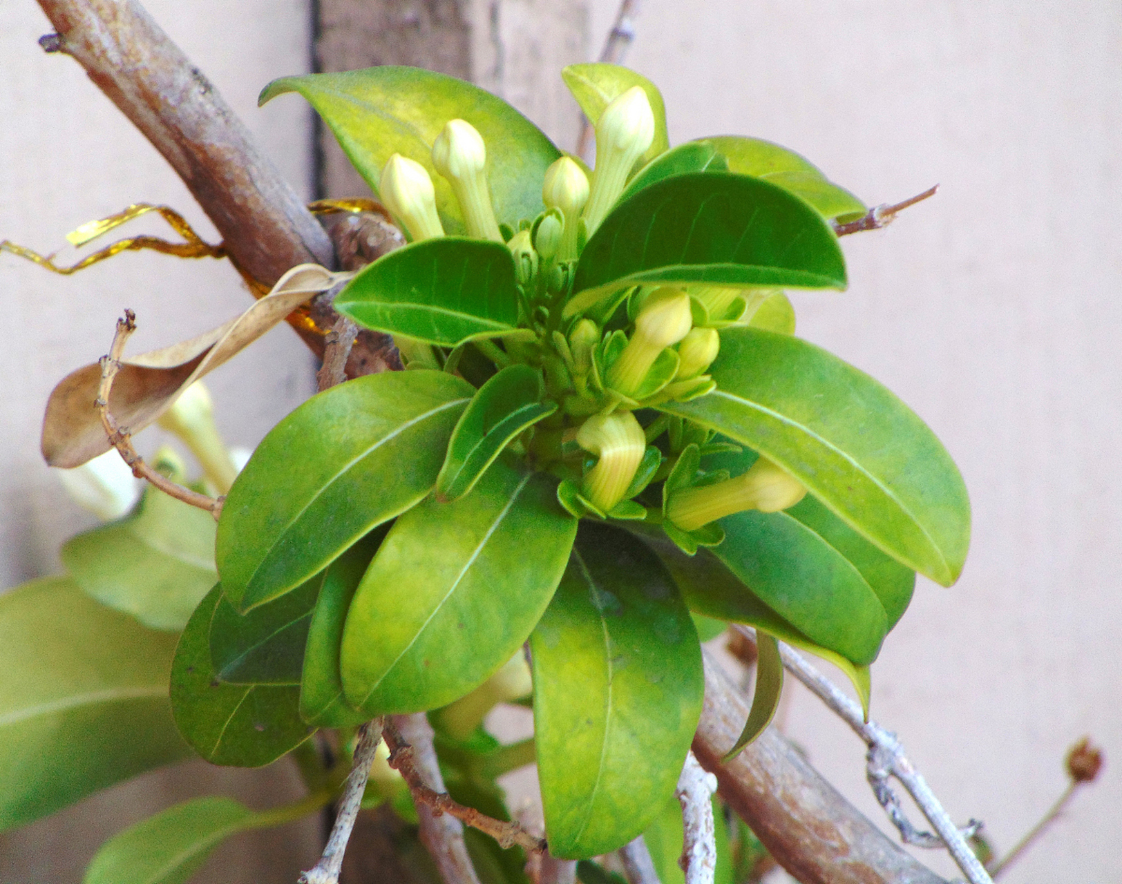 9196桃金娘盆景是一种极具观赏价值的植物,其独特的形态和鲜艳的