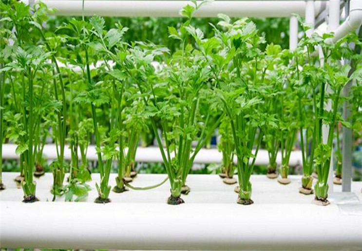 百度爱采购首页 商品专题_花卉无土栽培系统,按照字面意思就是使植物