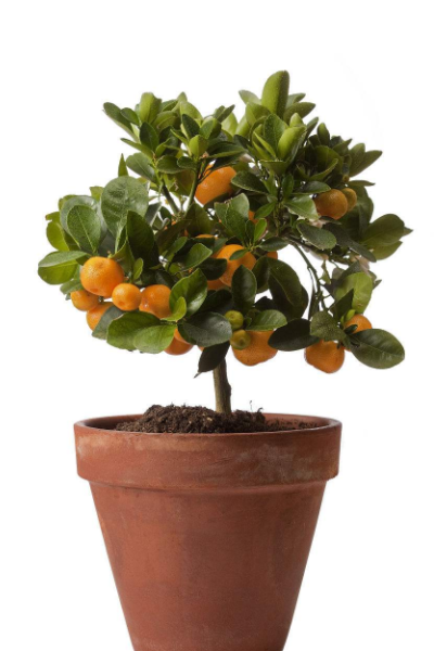 盆栽柑橘 - 2020年最新商品信息聚合专区 - 百度爱采购