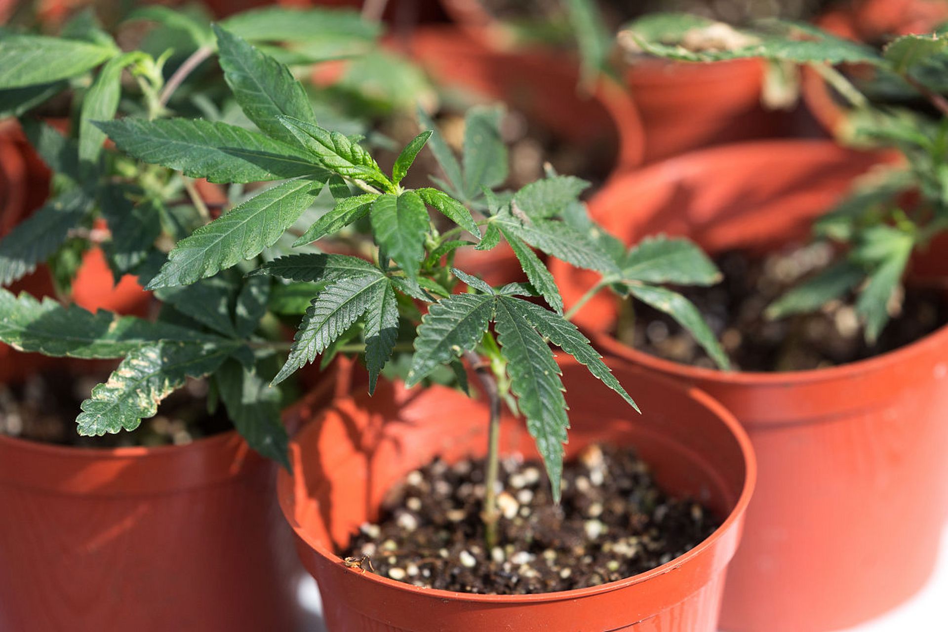 11566 盆栽覆盆子种子的种植首先需要一个合适的盆器,建议选择