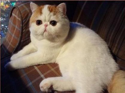 红小胖snoopy是一只红色梵纹异国短毛猫,异常可爱!