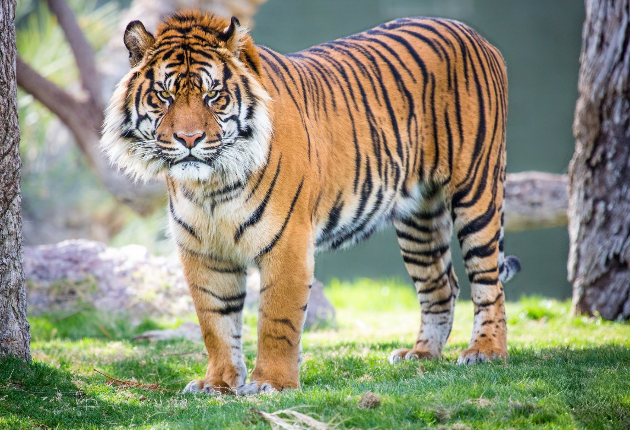 苏门答腊虎动物壁纸,血盆大口下的獠牙,威猛霸气