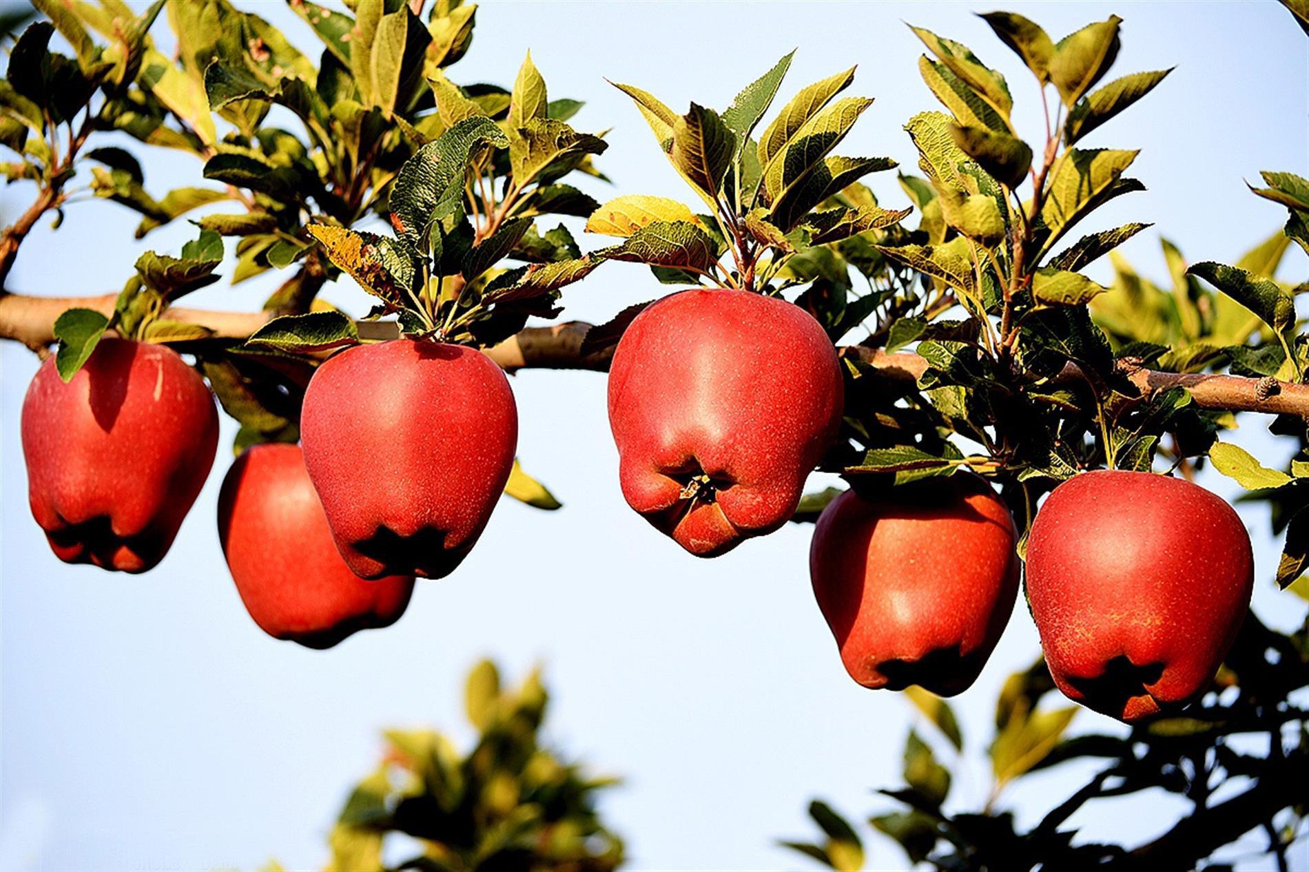生长在农村的蛇果,果实饱满,深受人们的喜欢