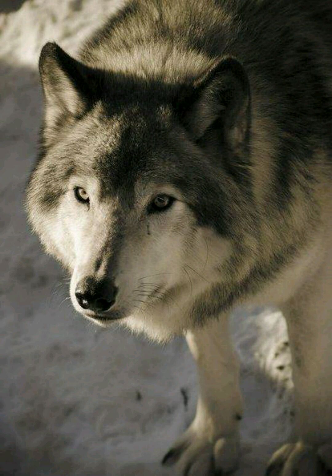 世界上十大最凶残的动物排行,狼排在最后一位