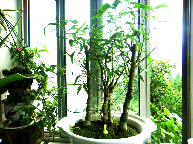 这种植物像"罗汉",珍贵稀少,种植竹子盆栽做成盆景,令人羡慕