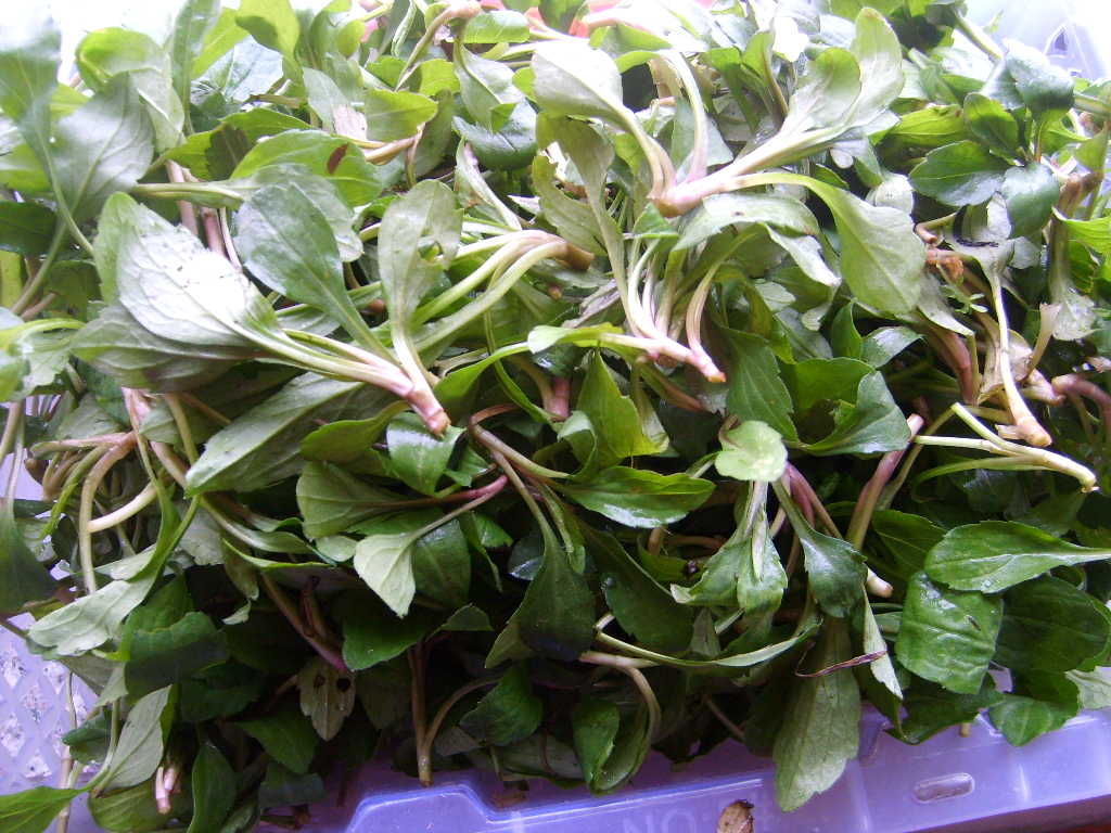 一种植物"鱼鳅串",以前农民用来喂猪,如今15元一斤城里人喜欢