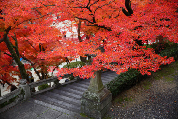 一颗红色的枫树可以说是很好看的,并且伫立着可以说