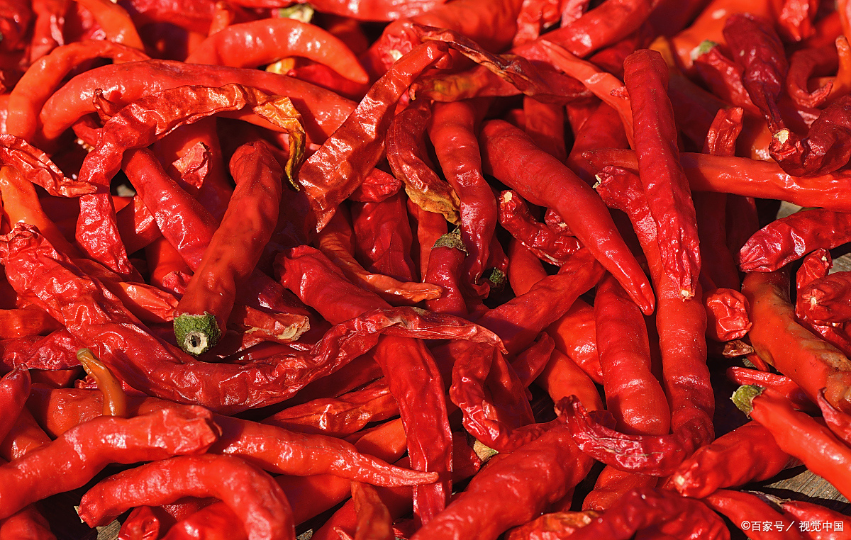 世界上最辣的辣椒,辣椒之王卡罗莱纳死神辣椒,辣得可以把人送进医院