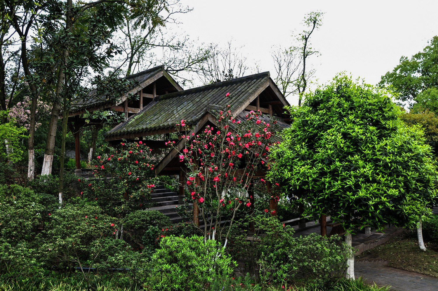 重庆照母山植物园图片图片