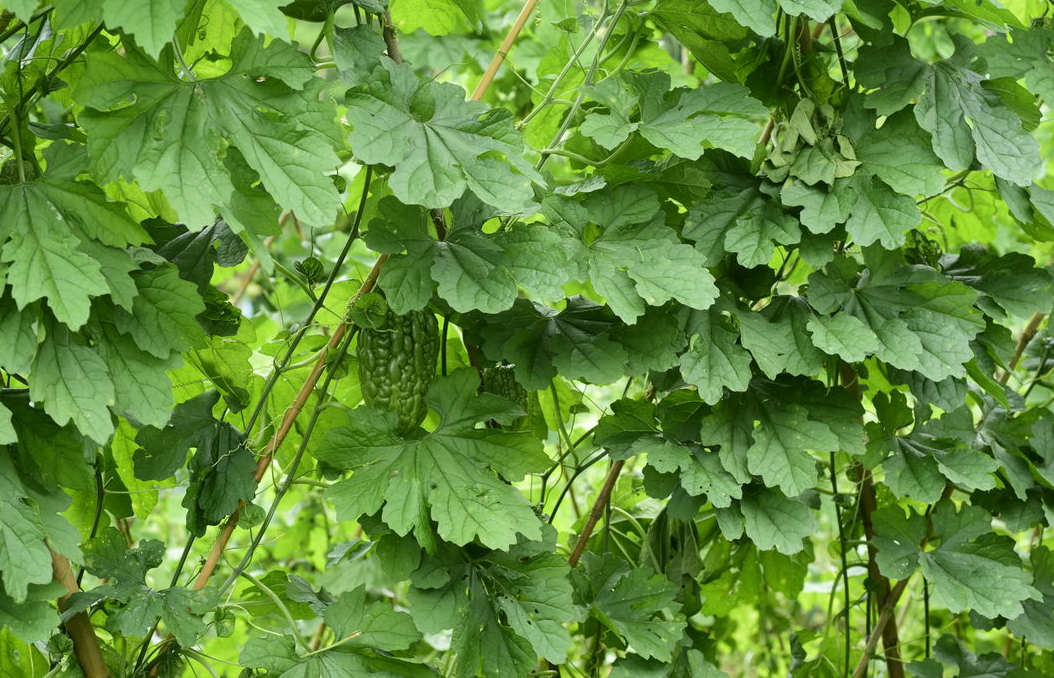 小郭聊三农:要想苦瓜高产量,以下四点,一定要注意