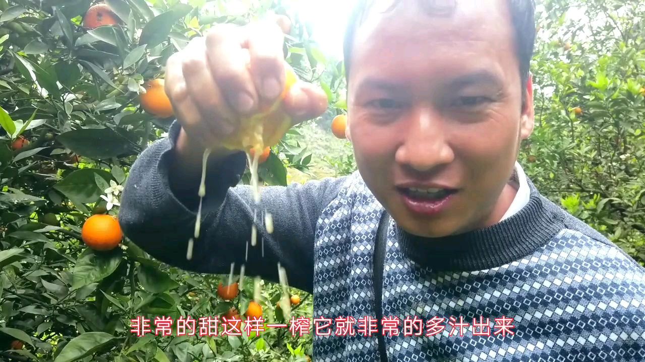 多肉多汁又甜的橘子居然无人问津,果农要哭了