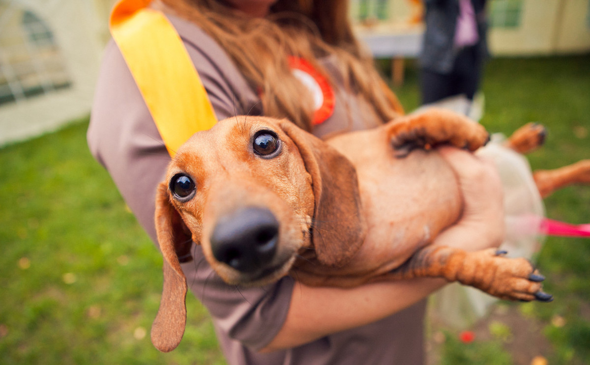 养狗人的4个通病,别藏了,藏不住的