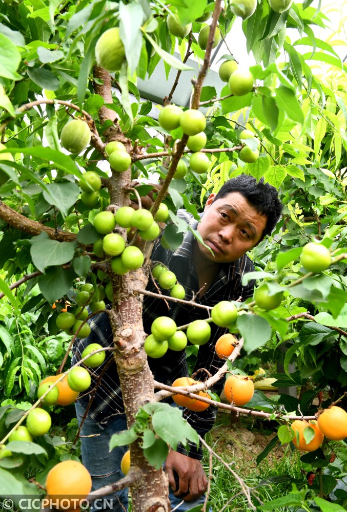 省商丘市夏邑县新型职业农民平领化创办夏邑平领化绿色果蔬专业合作社