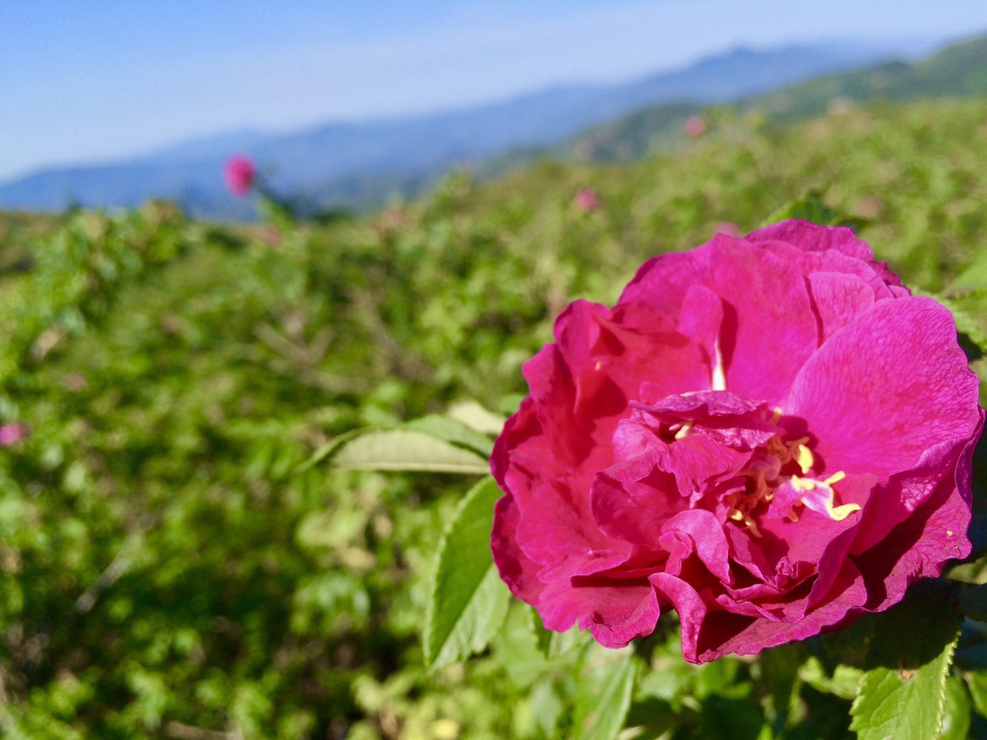 5月,静待北京妙峰山的玫瑰花海