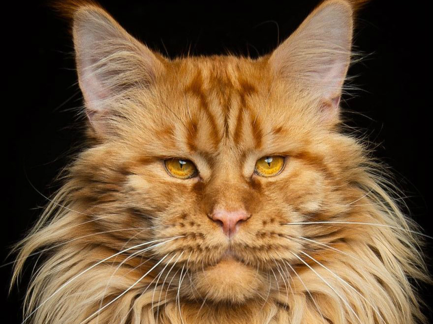 威严与可爱并存的缅因猫:威严起来是山中大王,可爱起来又萌死人