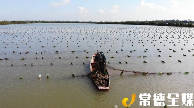 汉寿:79097亩珍珠养殖全面退养