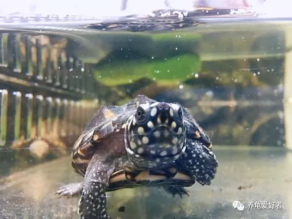 深水龟,哪些才是属于观赏性好的?