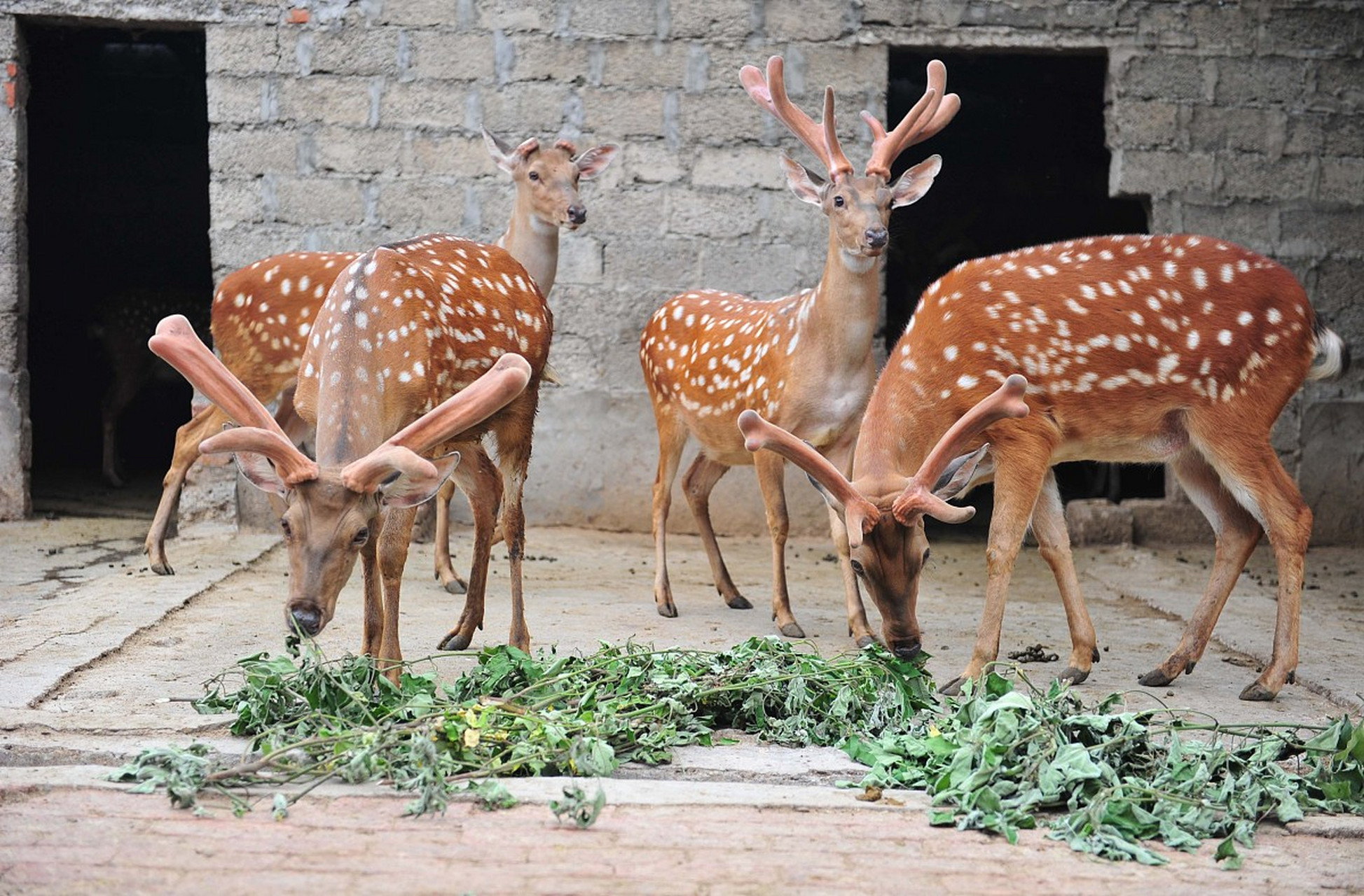 养殖梅花鹿可不是件简单的事儿,得先向林业部门申请《野生动物驯养