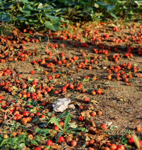 野山楂,又名浮萍果,大红子,红果子,南山楂,酸里红子等.