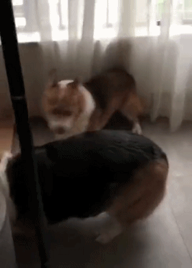 柯基跟猫睡在一起,结果被老婆捉奸在床,魂都吓没了