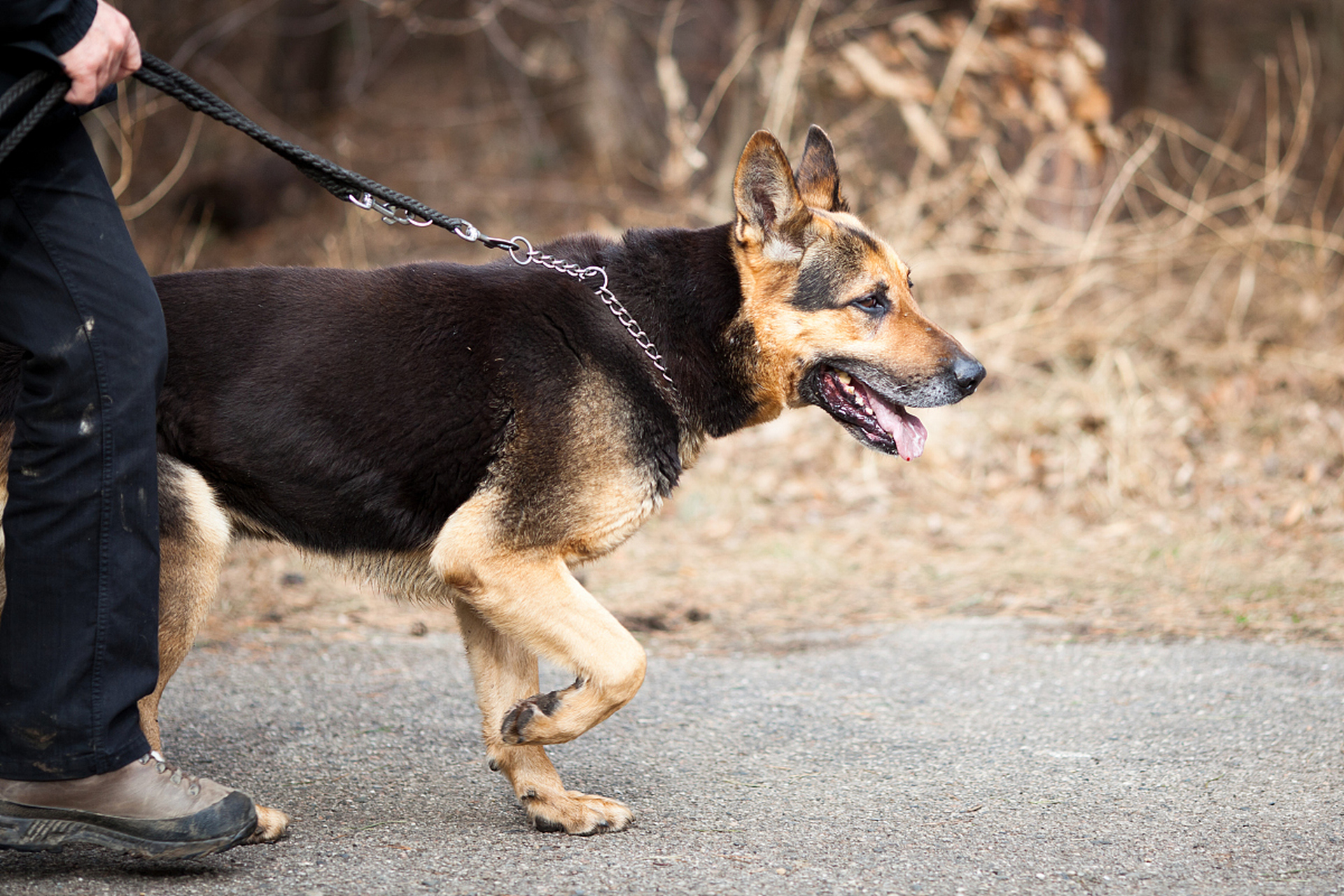 山区追踪野兔最好的犬图片