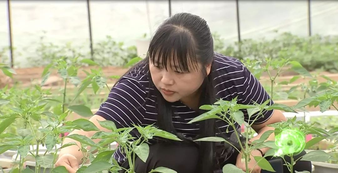 "平凡"的研究员张竹青【星城女农人】